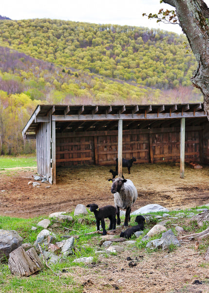 Lambs in Dorset, VT